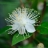 Myrtus