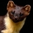 Pine Marten