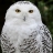 Niteowl