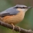 Nuthatch